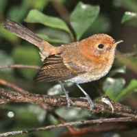 birdy Rare Bird