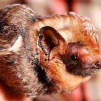 hoarybat Hawaiian Hoary Bat