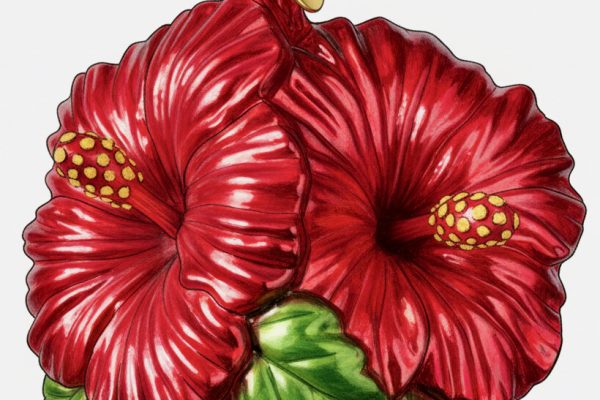 Hibiscus Ornament