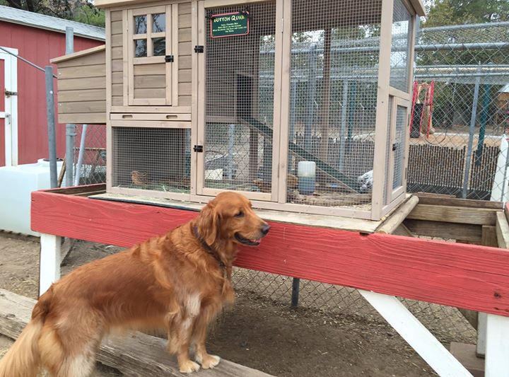 Trabuco Field Study Dog
