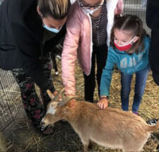Petting a Goat at the Petting Zoom